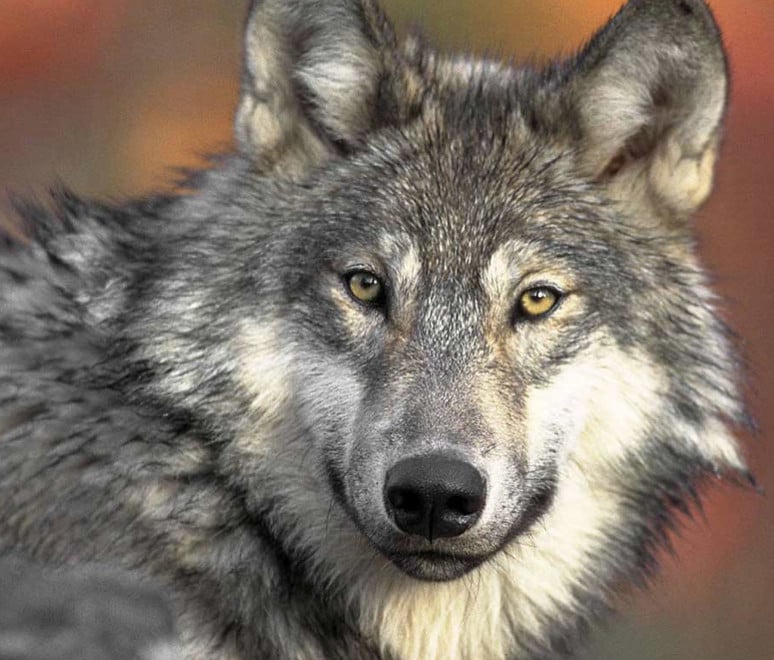 The Teacher in Wolf's Clothing (image credits: flickr)