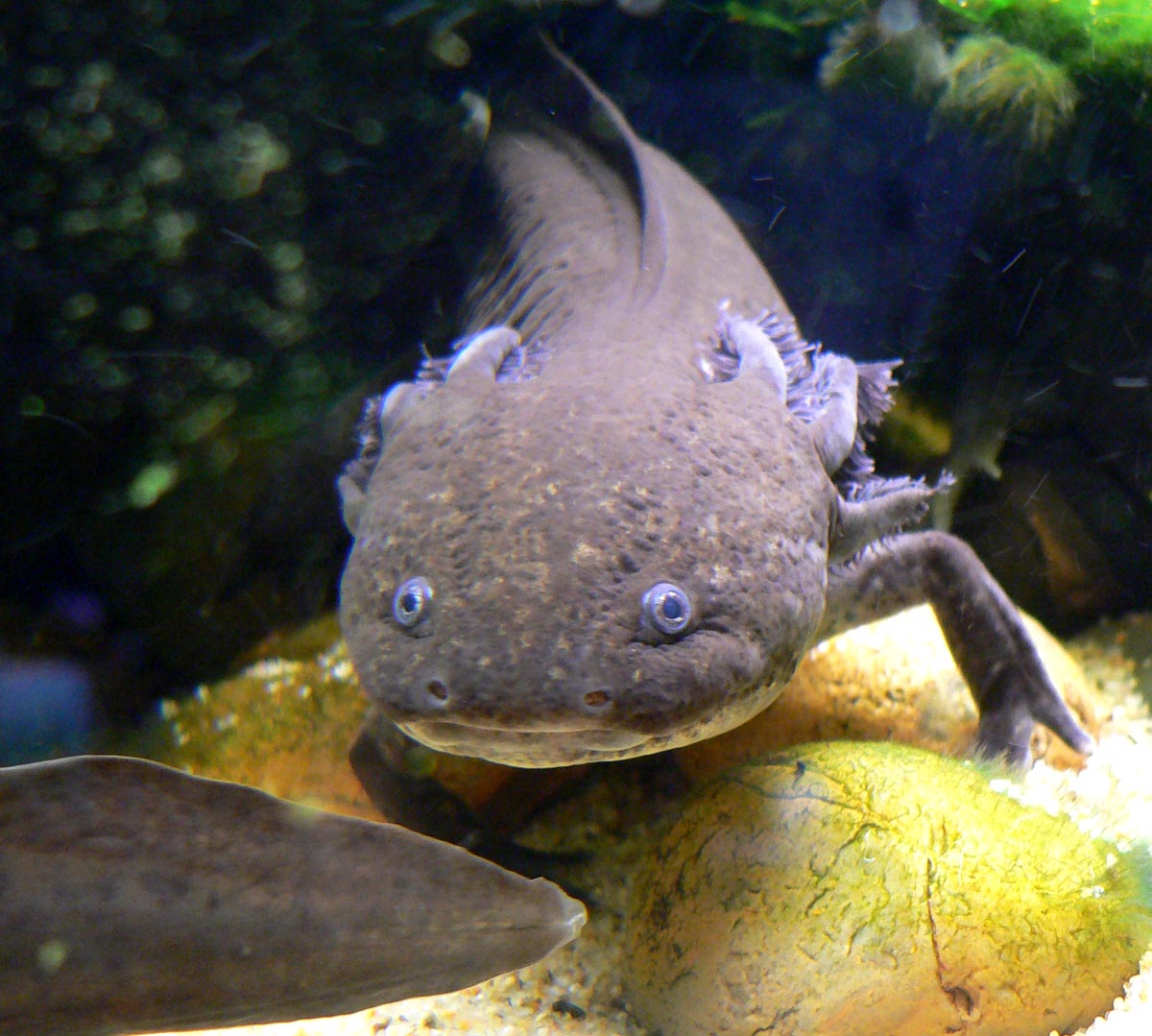 The Axolotl: Mexico's Smiling Regeneration Master (image credits: wikimedia)