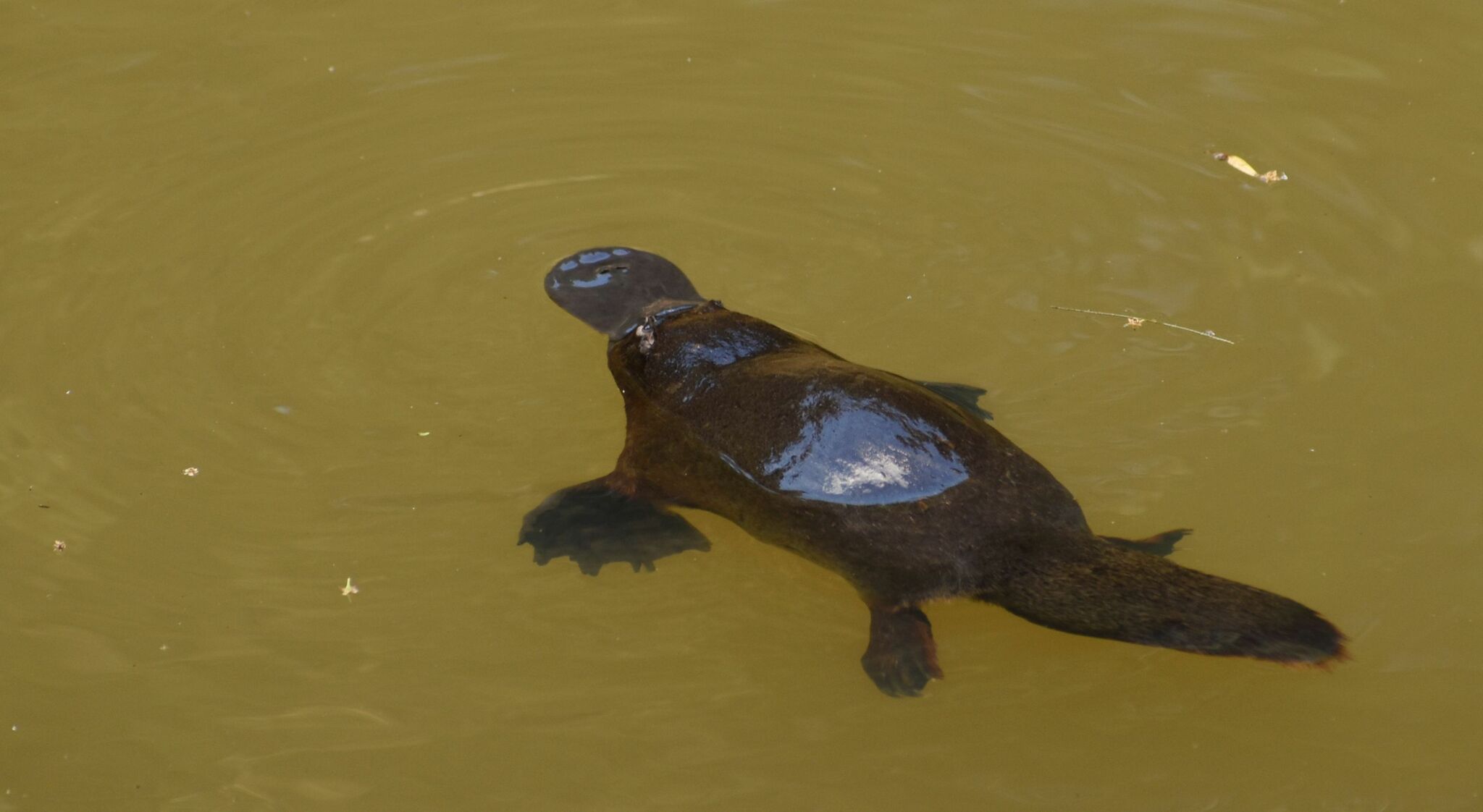 The Platypus: Nature's Most Confused Creation (image credits: wikimedia)
