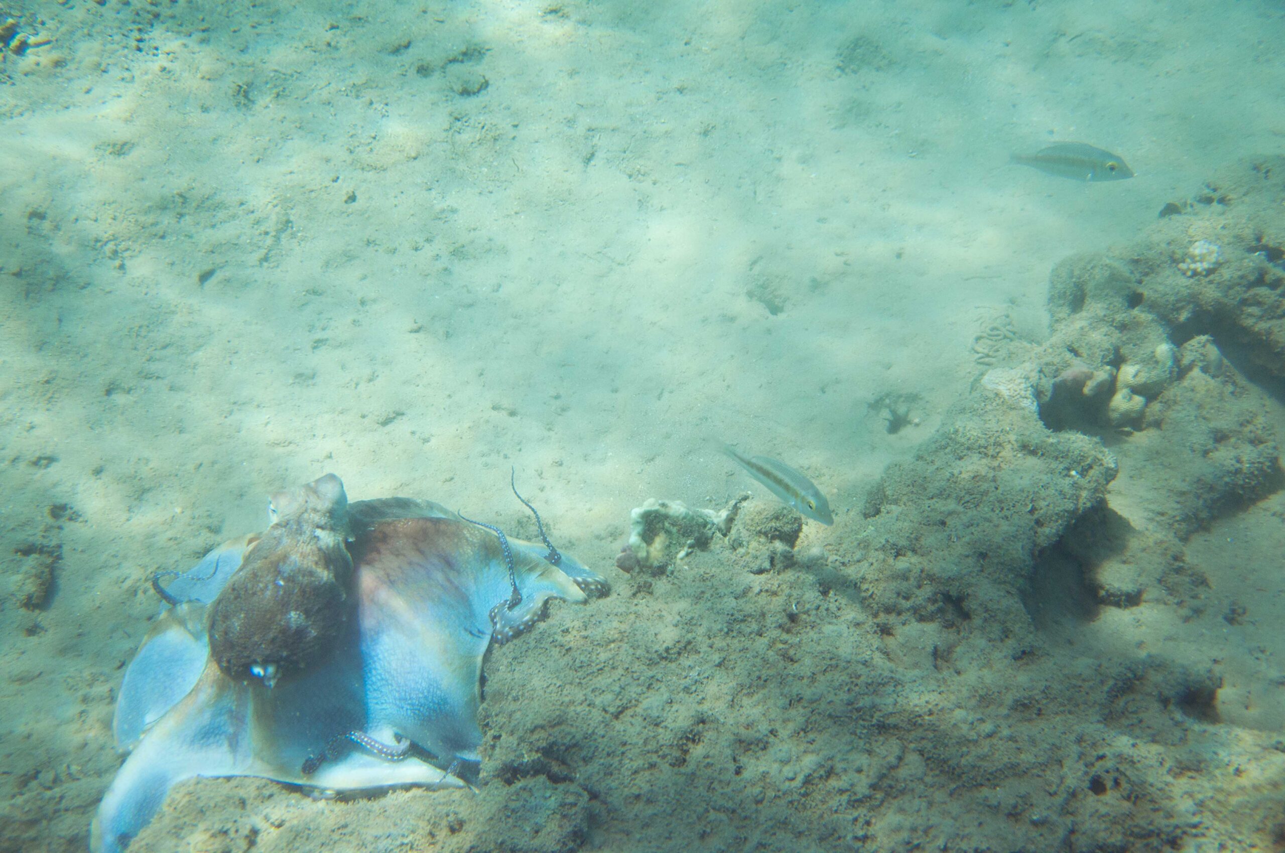 The Mimic Octopus: The Ocean's Master of Disguise (image credits: wikimedia)