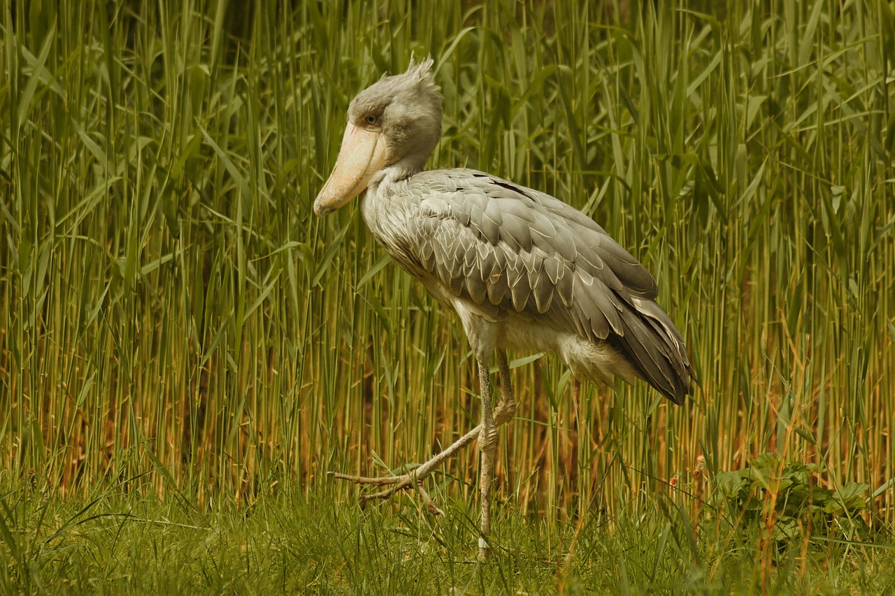 The Shoebill Stork: The Prehistoric Living Statue (image credits: pixabay)