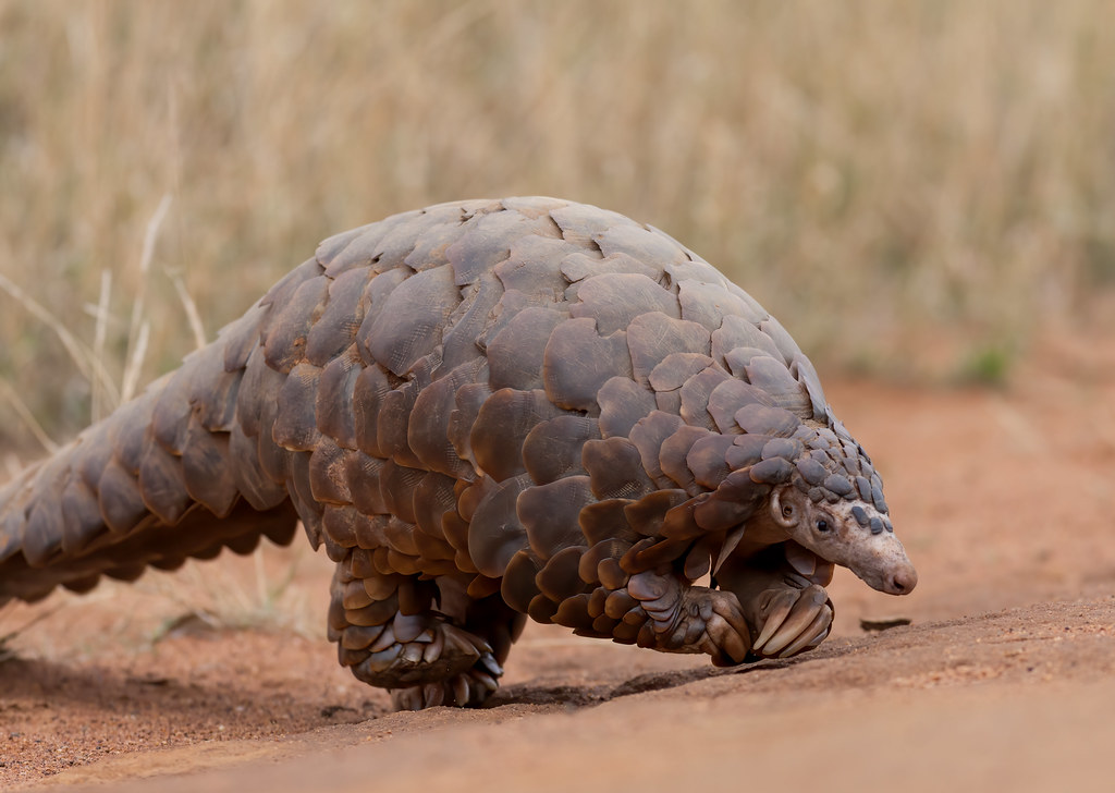 The Pangolin: The Walking Pinecone (image credits: flickr)