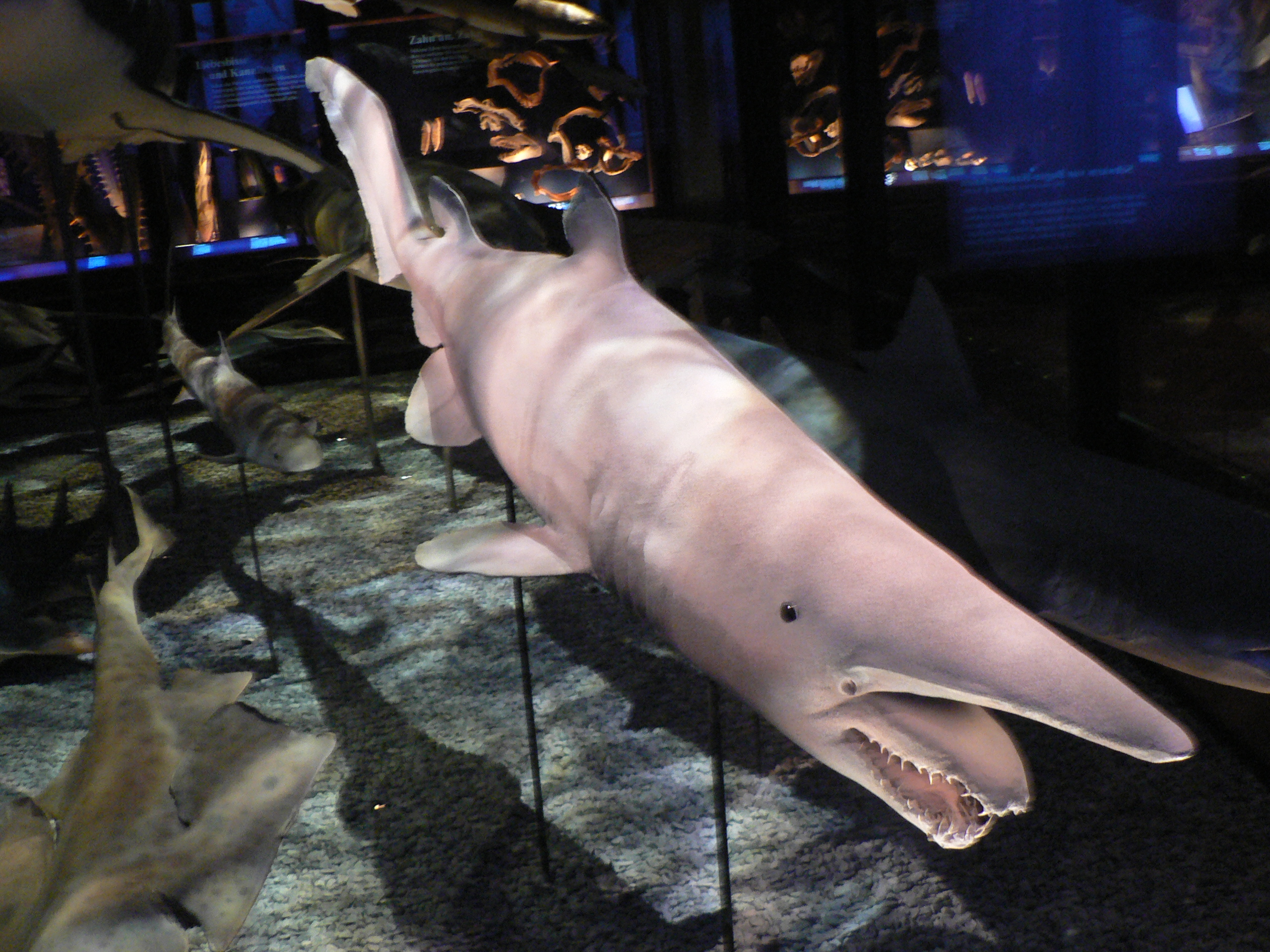 The Goblin Shark: The Ocean's Living Fossil (image credits: wikimedia)