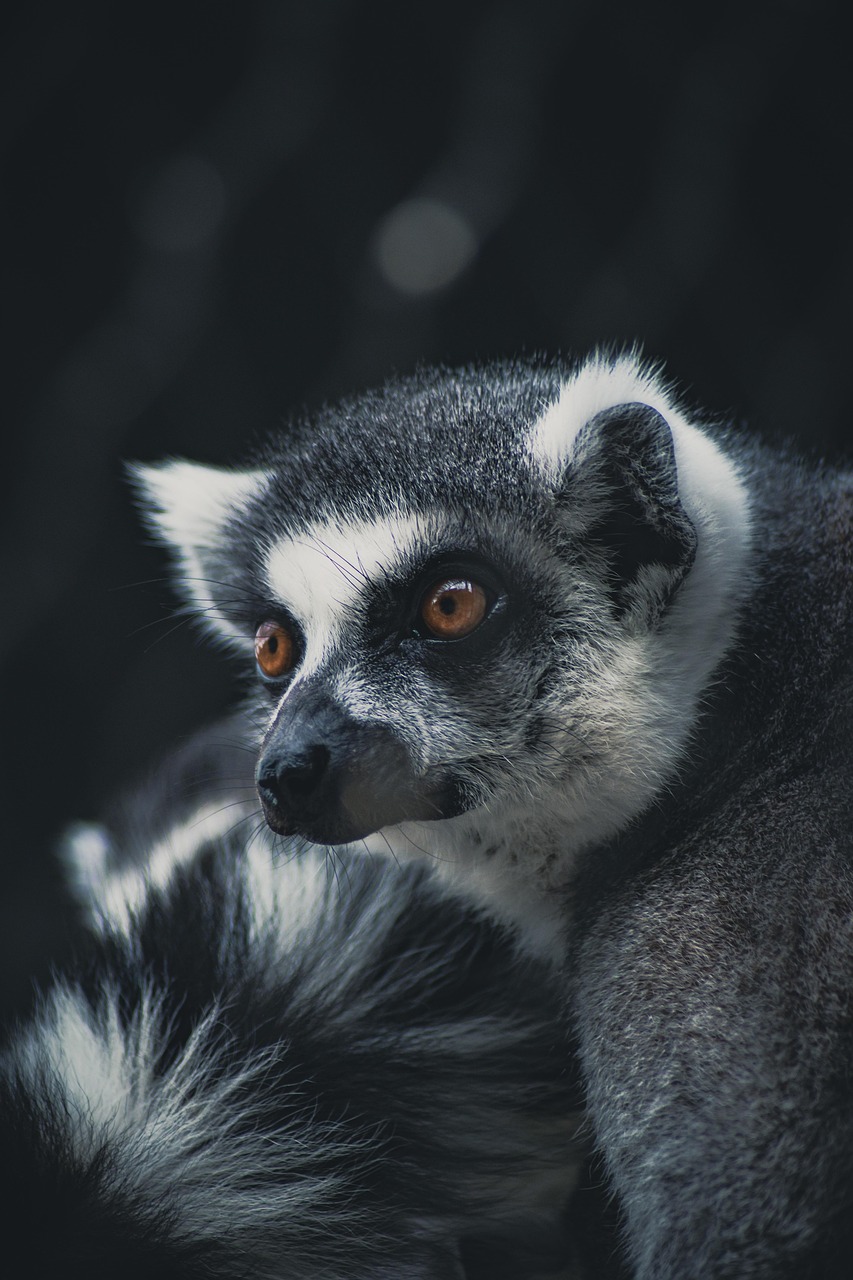The Aye-Aye: Madagascar's Spooky Primate (image credits: pixabay)