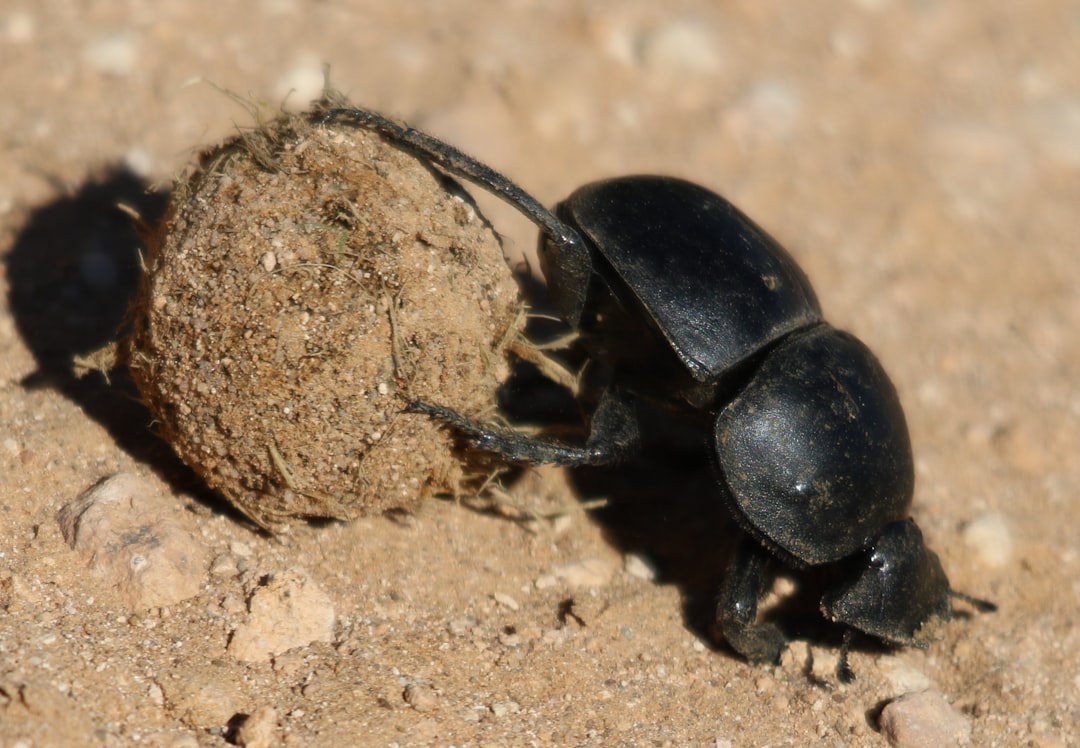 The Dung Beetle: The Insect World's Strongman (image credits: unsplash)