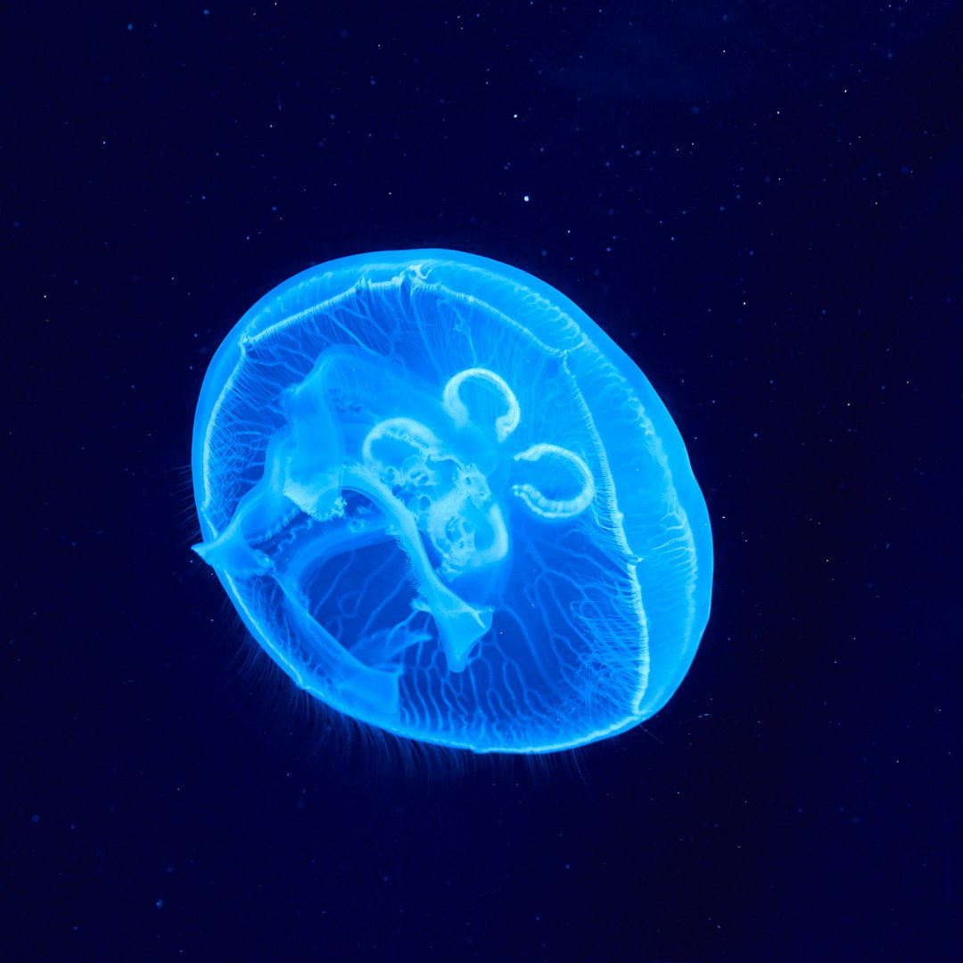 The Immortal Jellyfish: Nature's Fountain of Youth (image credits: unsplash)