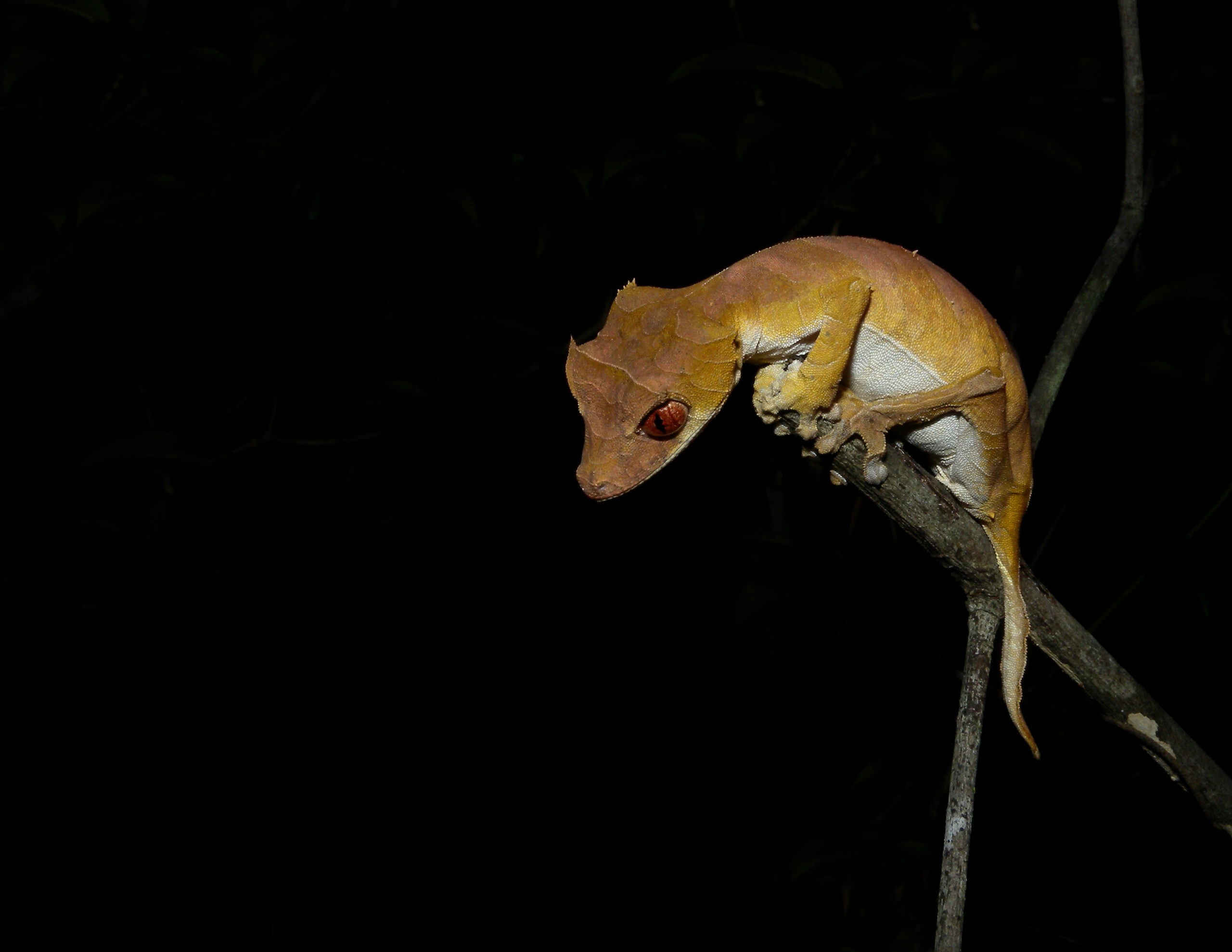The Leaf-Tailed Gecko: The Master of Camouflage (image credits: wikimedia)