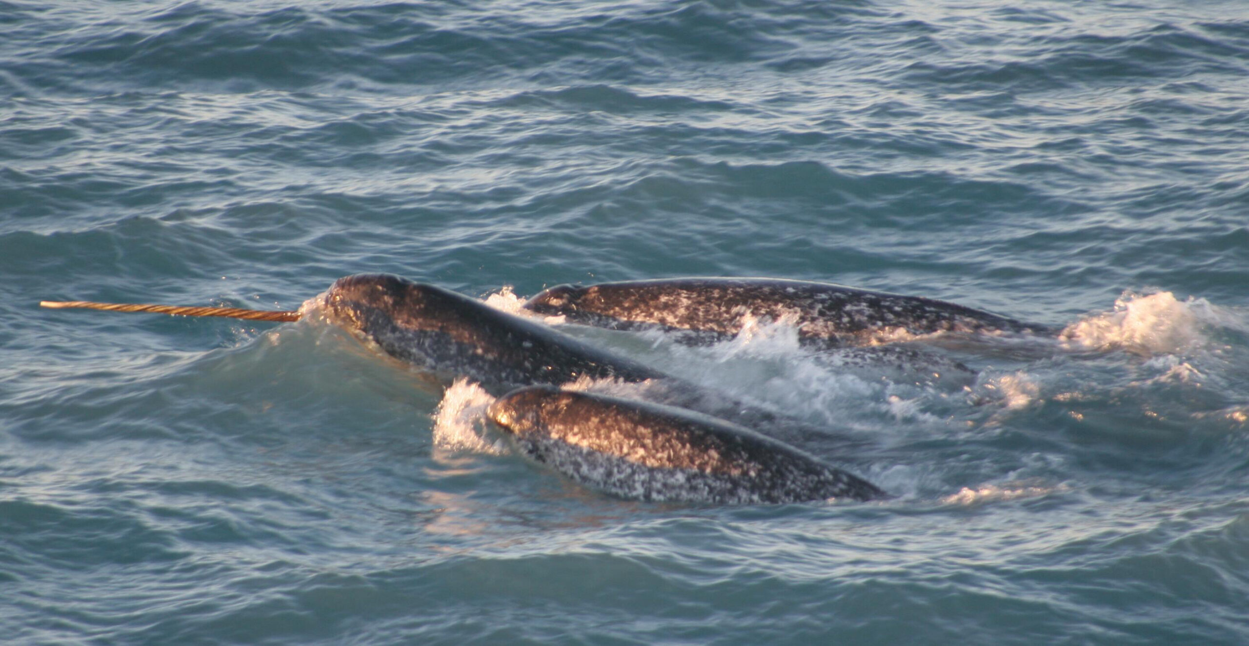 The Narwhal: The Ocean's Living Unicorn (image credits: wikimedia)