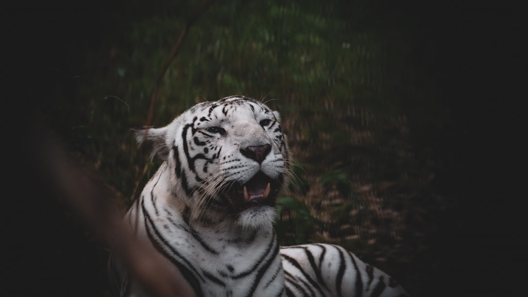 The Fierce Tiger - Solitary Strength Unleashed (image credits: unsplash)