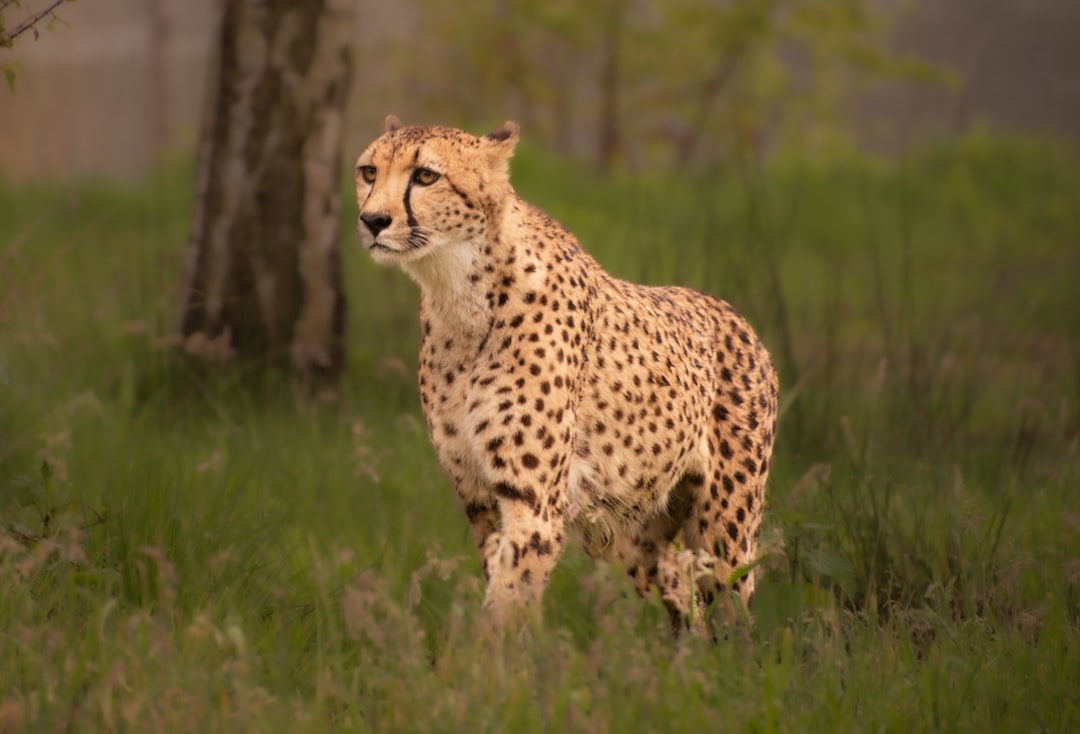 The Swift Cheetah - Speed of Lightning (image credits: unsplash)