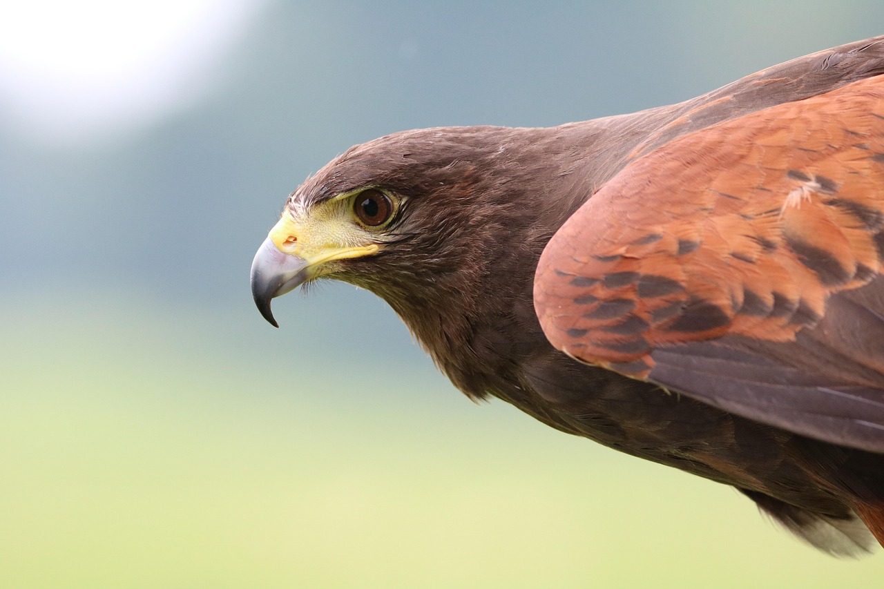 The Visionary Hawk - Sky-Born Strategist (image credits: pixabay)