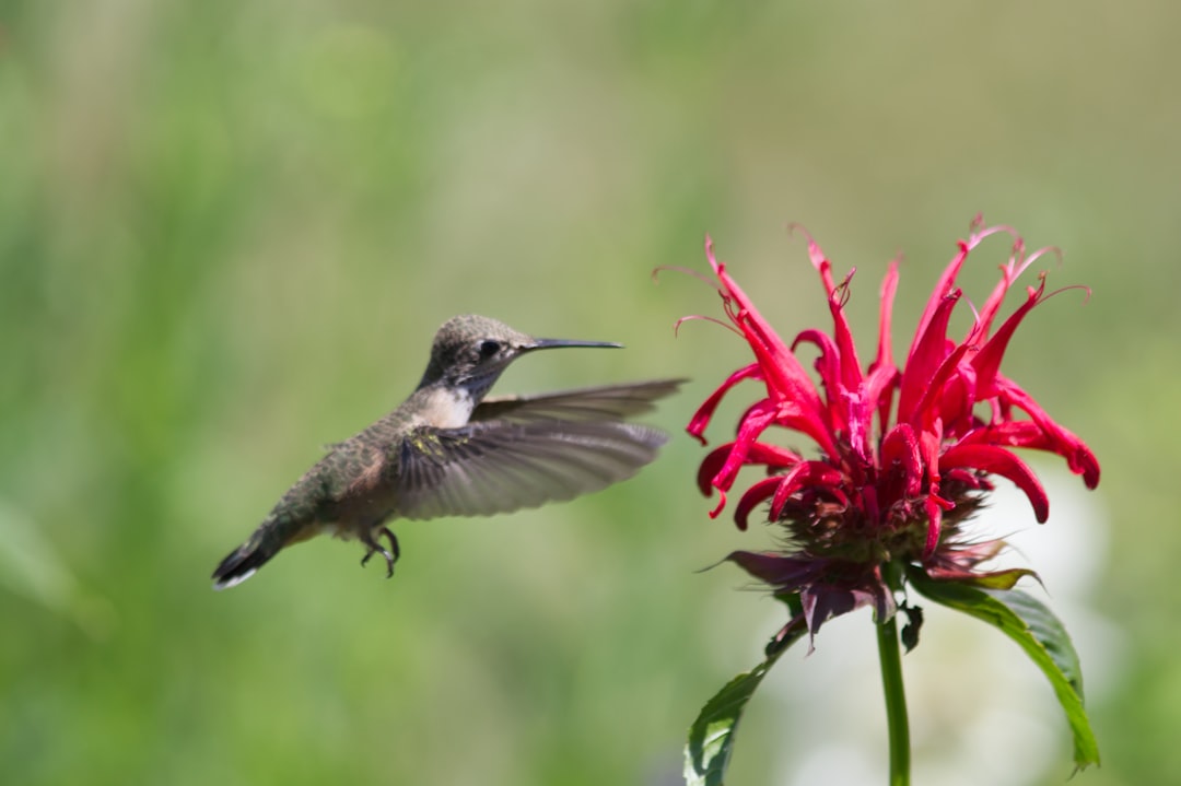The Vulnerable Hummingbird - Hidden Sensitivity (image credits: unsplash)
