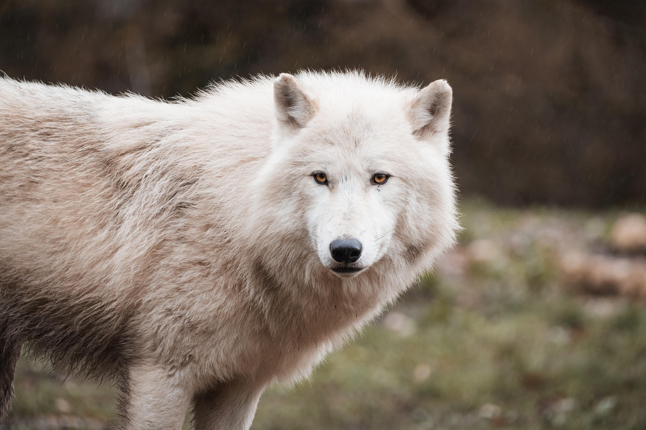 The Wolf: Teacher of Loyalty and Community (image credits: pixabay)
