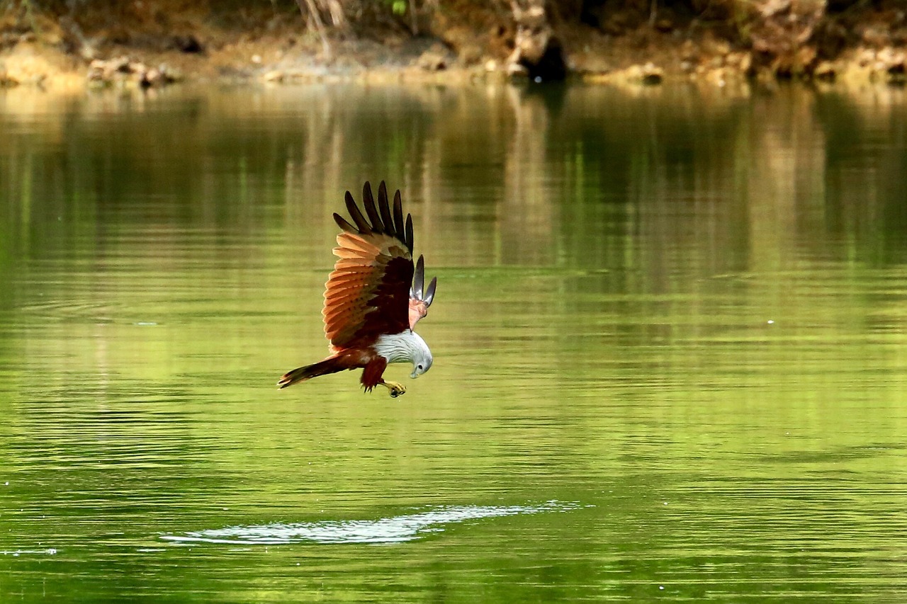 The Hawk: Keeper of Vision and Perspective (image credits: pixabay)