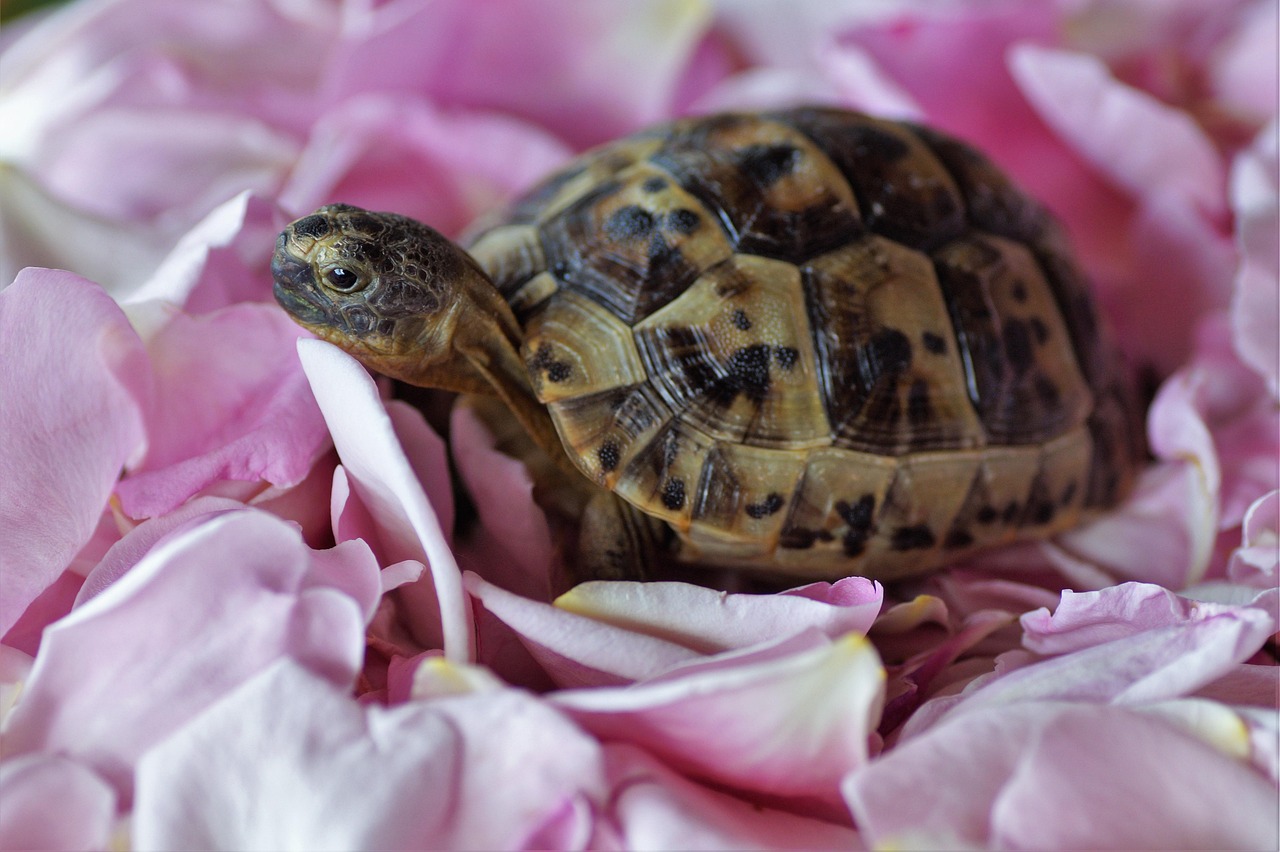 The Turtle: Ancient Keeper of Earth Wisdom (image credits: pixabay)