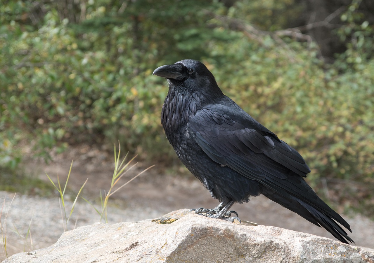 The Raven: Shape-Shifter and Keeper of Secrets (image credits: pixabay)