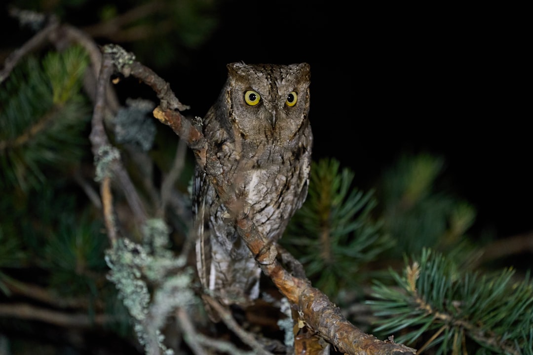 The Owl: Guardian of Hidden Knowledge (image credits: unsplash)