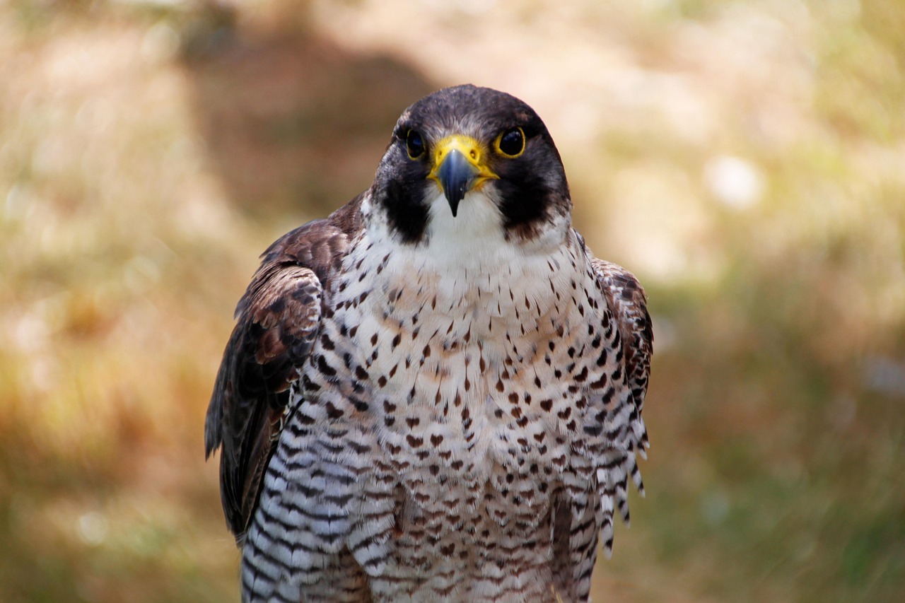 Aries - The Peregrine Falcon (image credits: pixabay)