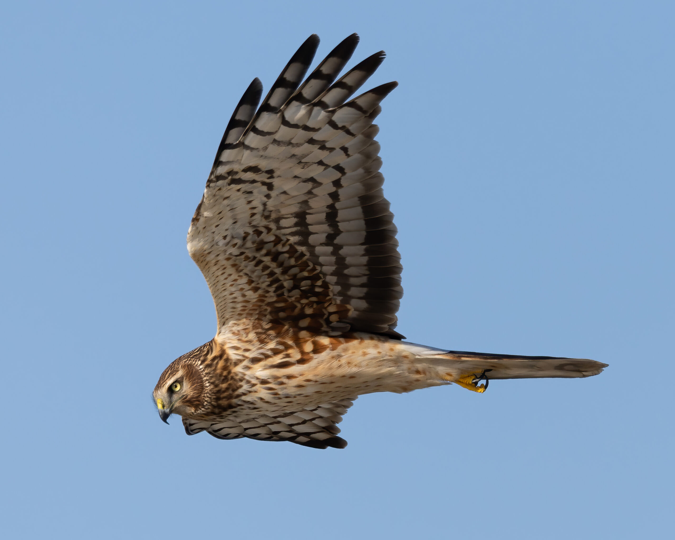 Gemini - The Northern Harrier (image credits: wikimedia)