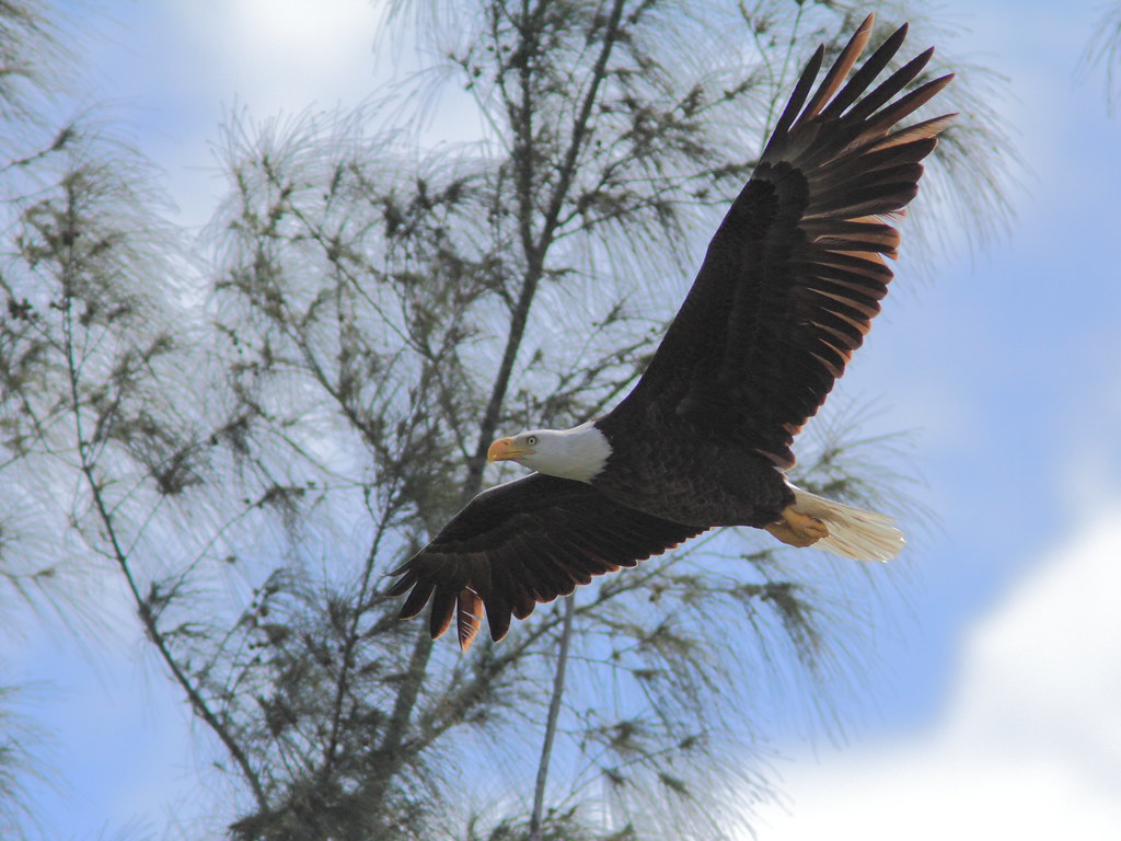 Cancer - The Bald Eagle (image credits: flickr)