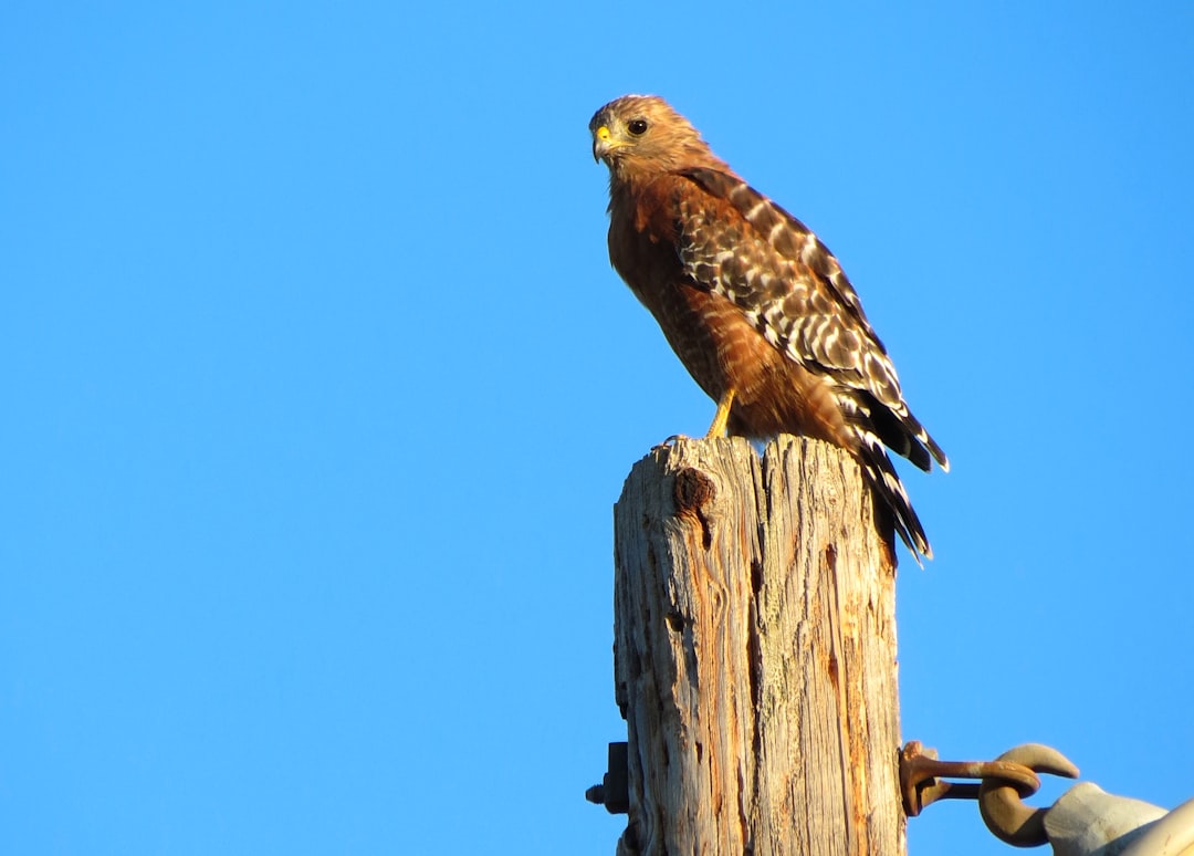 Virgo - The Red-tailed Hawk (image credits: unsplash)