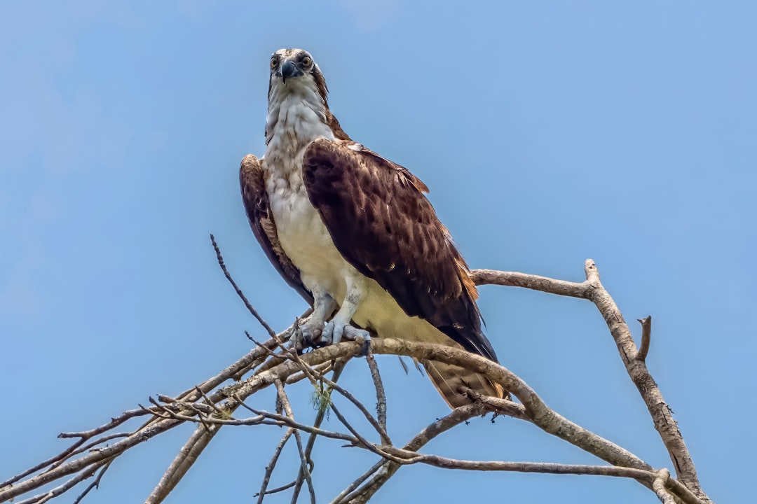 Libra - The Osprey (image credits: unsplash)