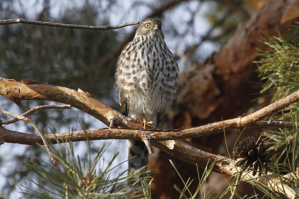 Scorpio - The Sharp-shinned Hawk (image credits: flickr)