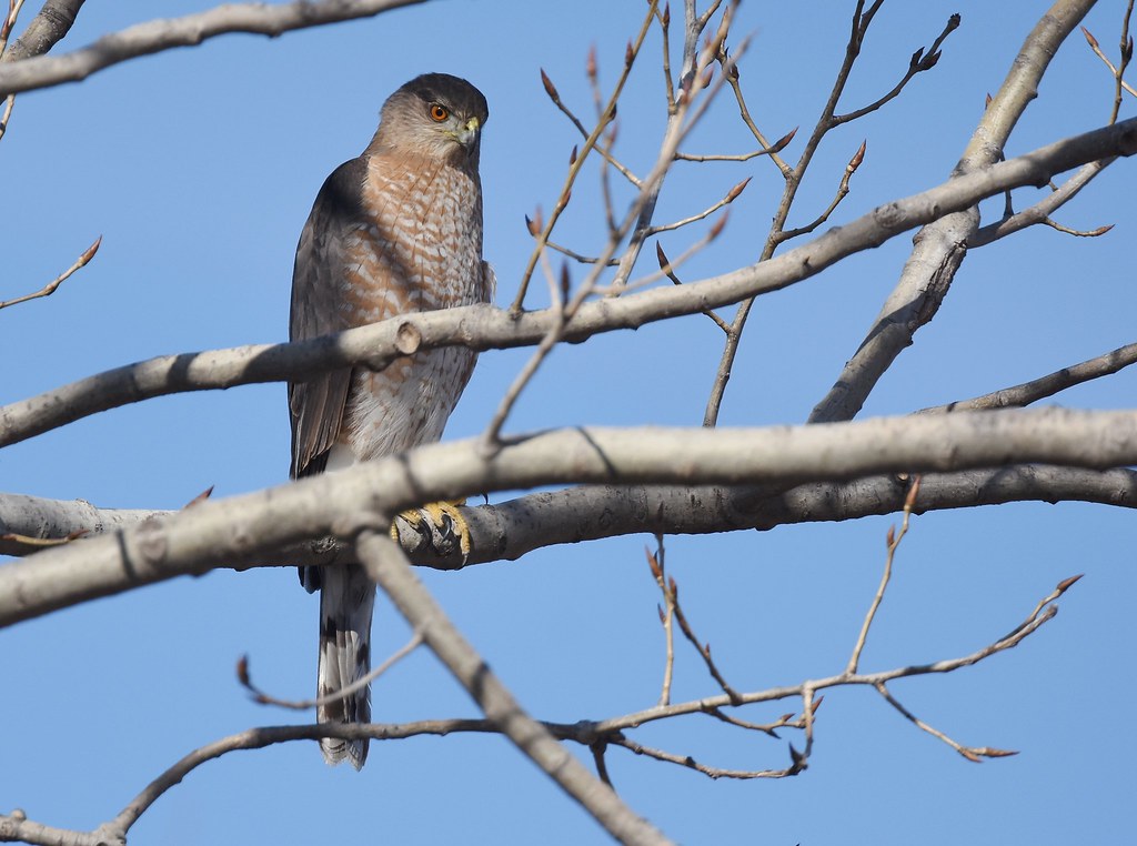 Aquarius - The Cooper's Hawk (image credits: flickr)