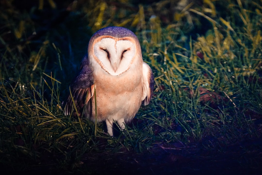 Pisces - The Barn Owl (image credits: unsplash)