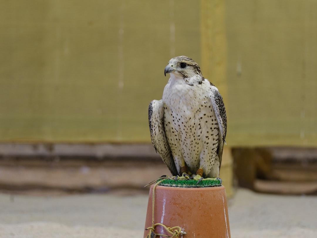 The Ancient Connection Between Stars and Raptors (image credits: unsplash)