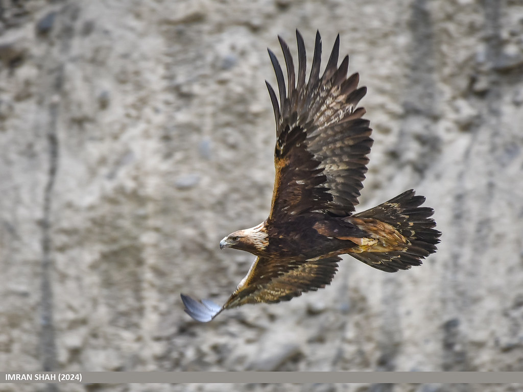 Which Raptor Are You According to Your Zodiac Sign?