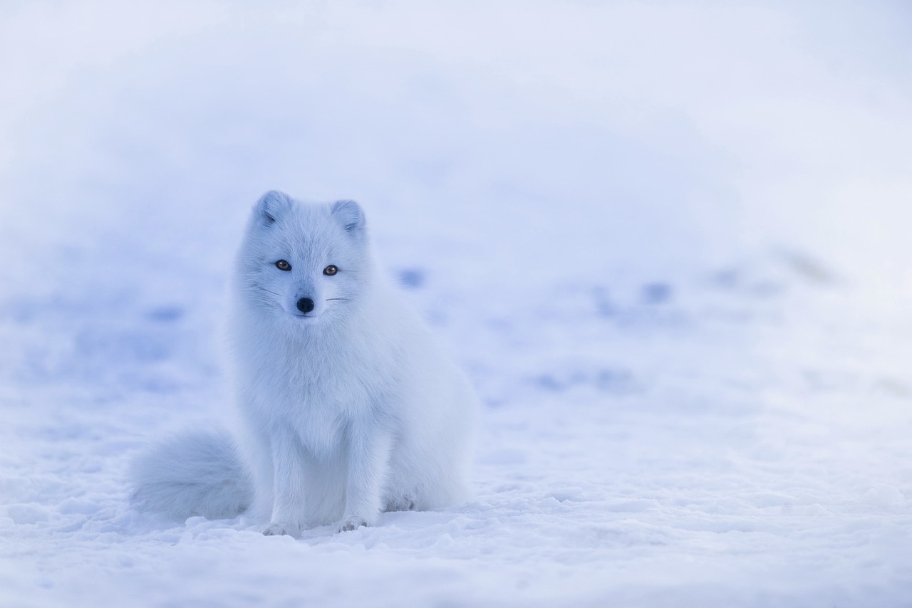 The Alolan Ice Foxes - A Stunning Regional Transformation (image credits: pixabay)