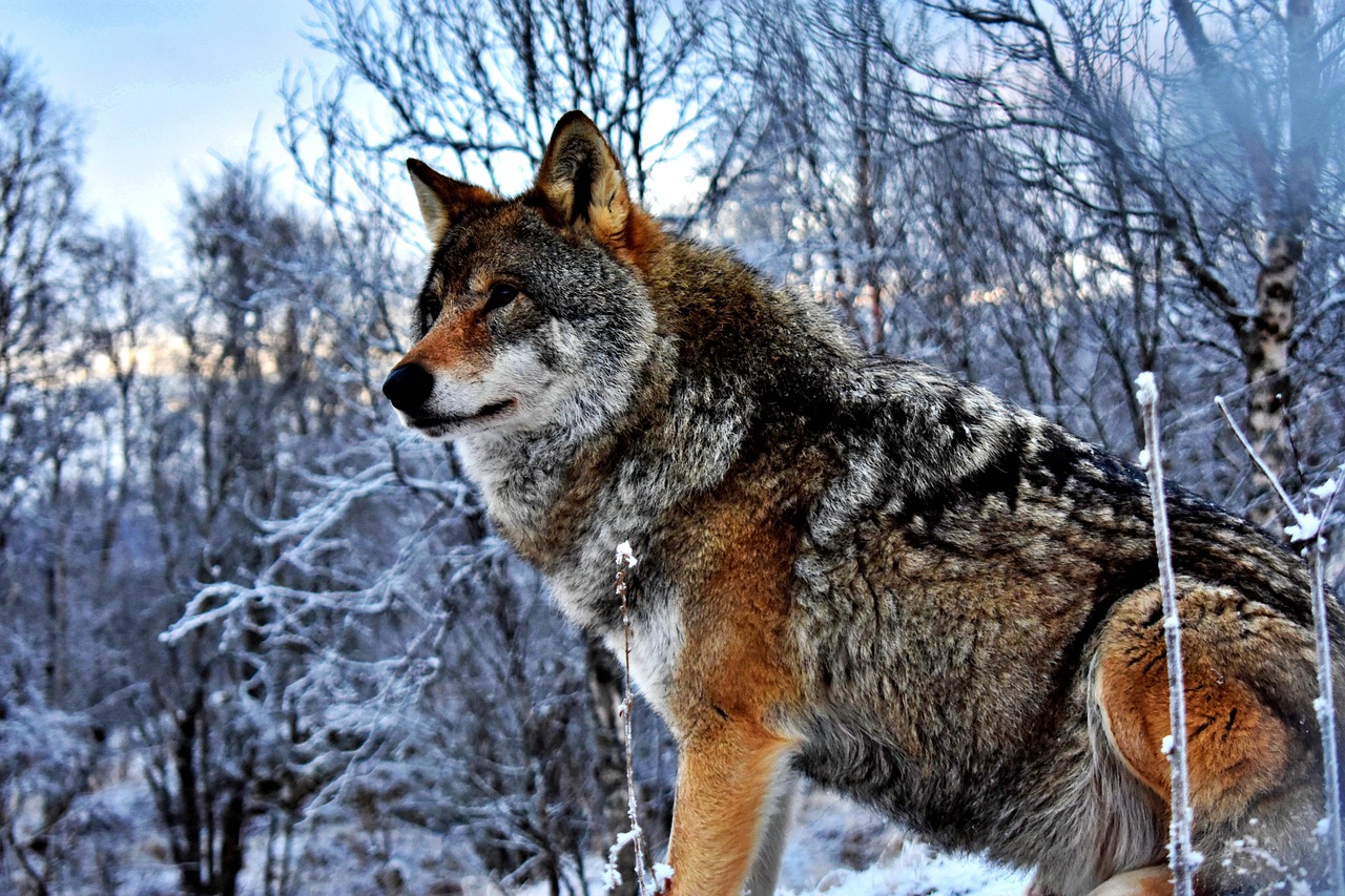 The Legendary Wolf Pack - Lycanroc's Three Forms (image credits: pixabay)