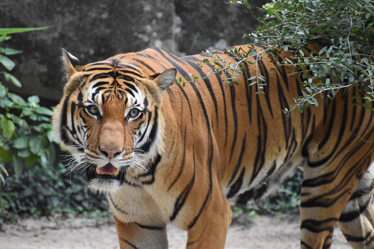 The Legendary Beasts - Cats, Dogs, or Something Else? (image credits: pixabay)