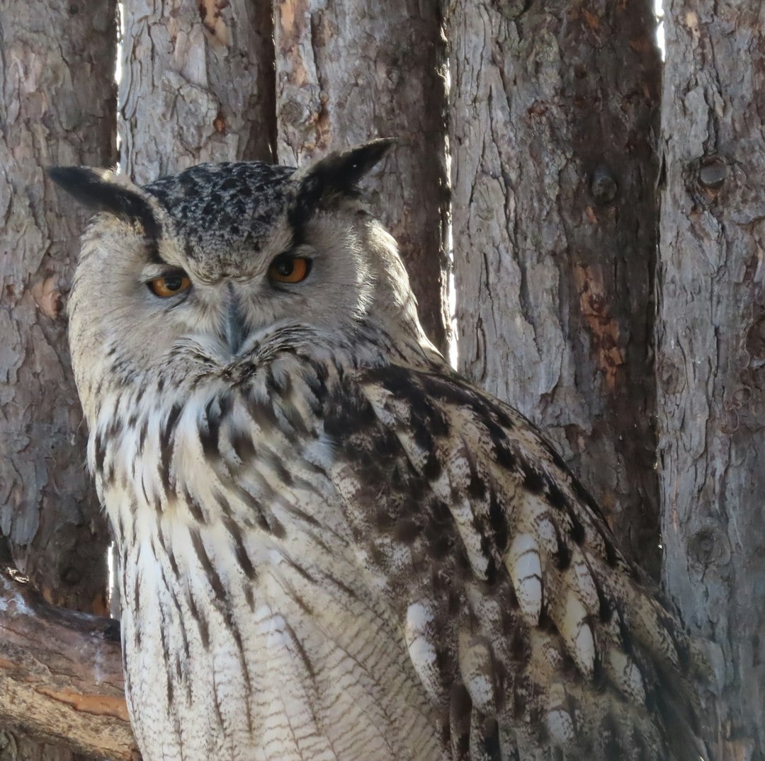 The Night Hunter - Noctowl's Owl Inspiration (image credits: unsplash)