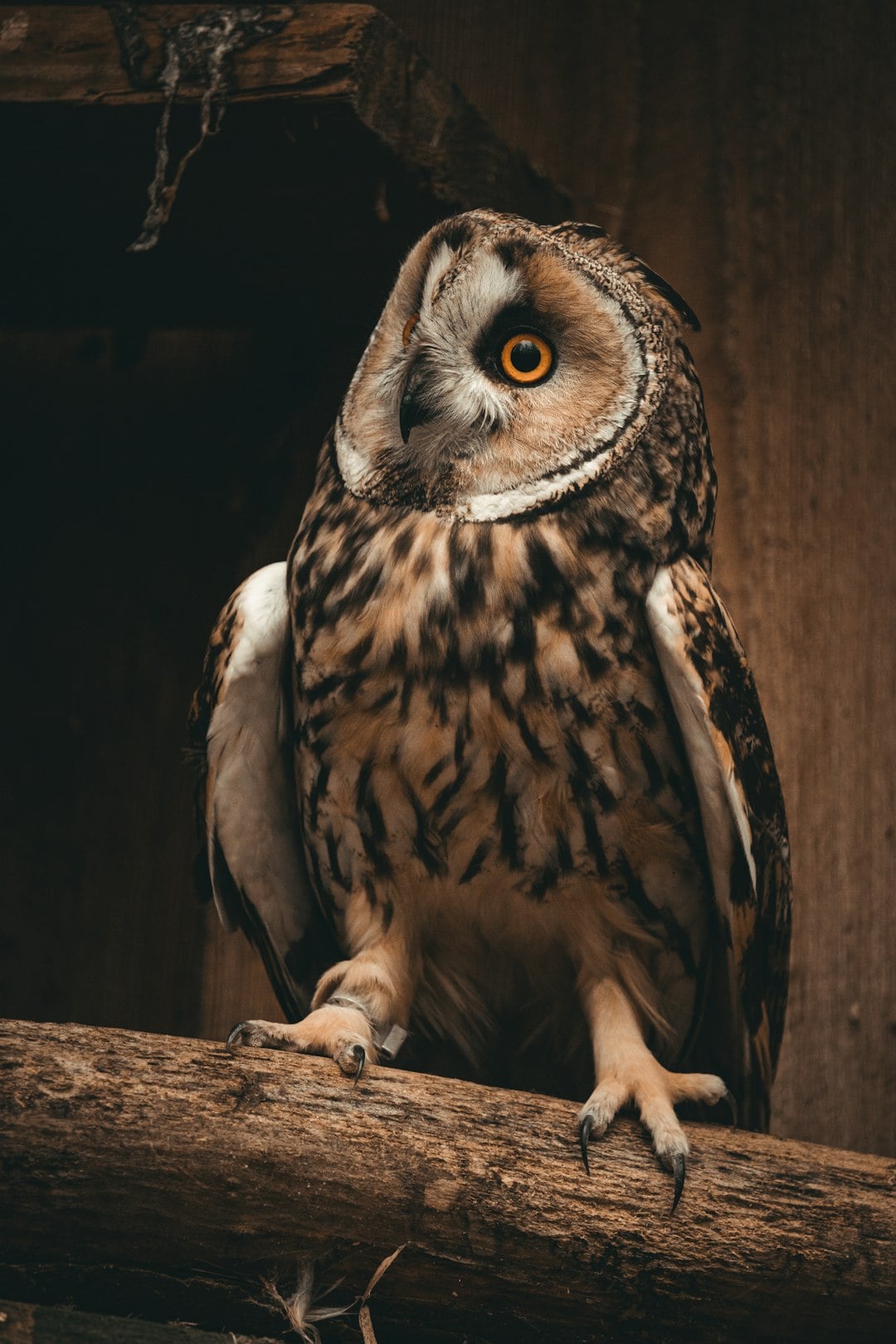The Extinct Hawaiian Owl - Decidueye's Tragic Inspiration (image credits: unsplash)