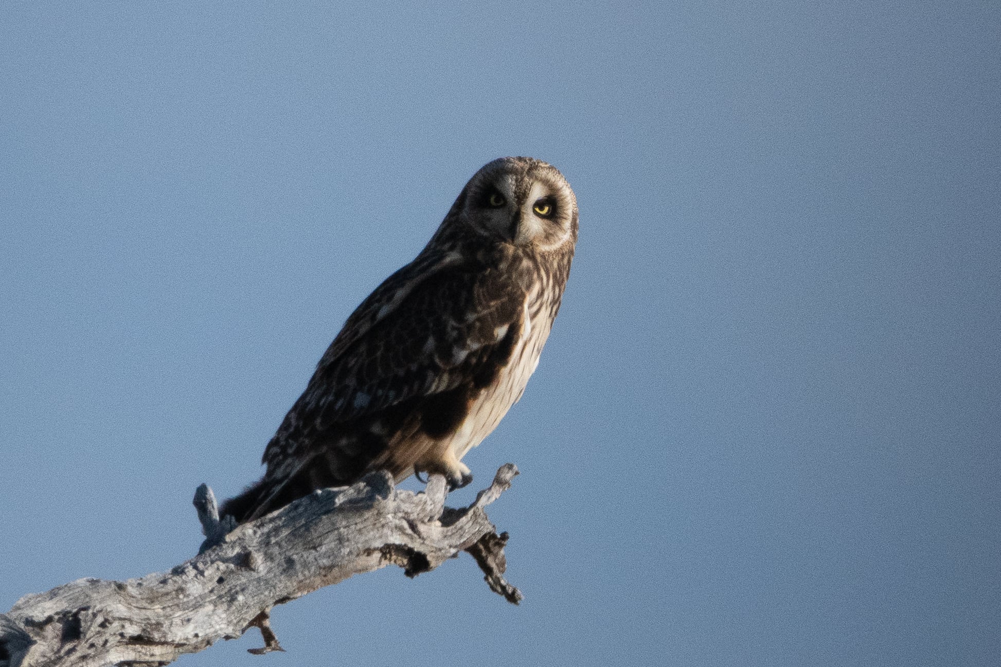 The Island Connection - Hawaiian Owls and Alolan Starters (image credits: wikimedia)
