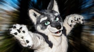 What Pokémon Were Inspired by Real Wolves, Owls, and Foxes?