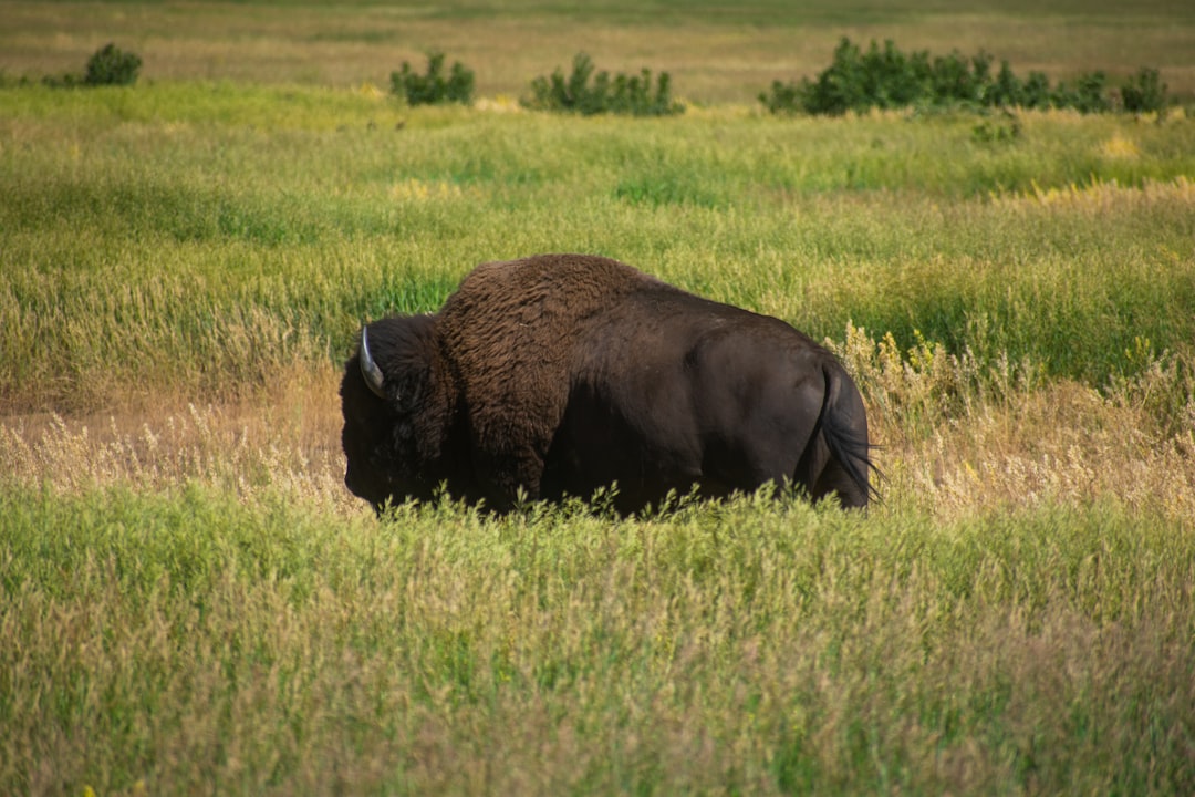 Understanding the Sacred Connection Between Personality and Animal Guides (image credits: unsplash)