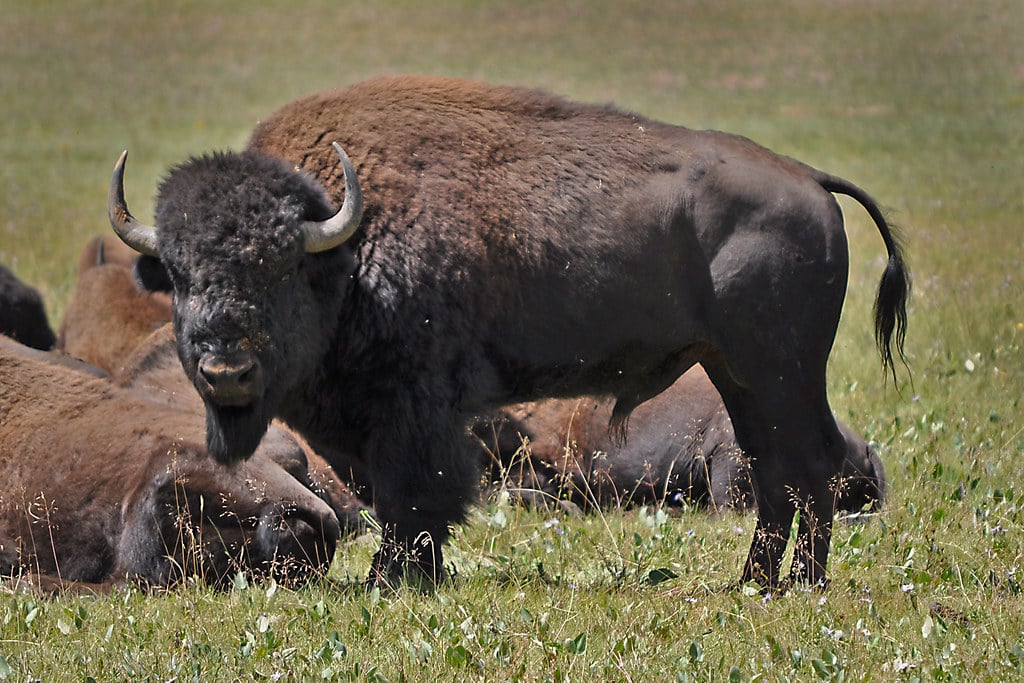 The Bison's Thunder: Community, Abundance, and Sacred Power (image credits: flickr)
