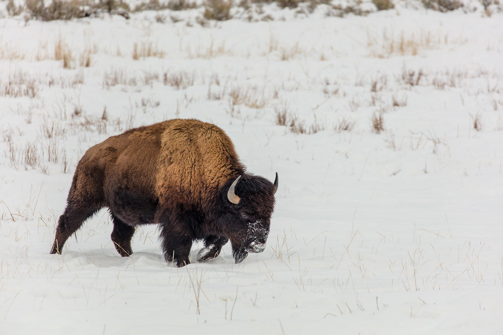 Type 1: Between Structure and Wild Freedom (image credits: flickr)
