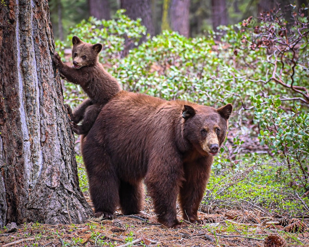 Type 7: The Playful Spirit of Bear Cubs (image credits: unsplash)