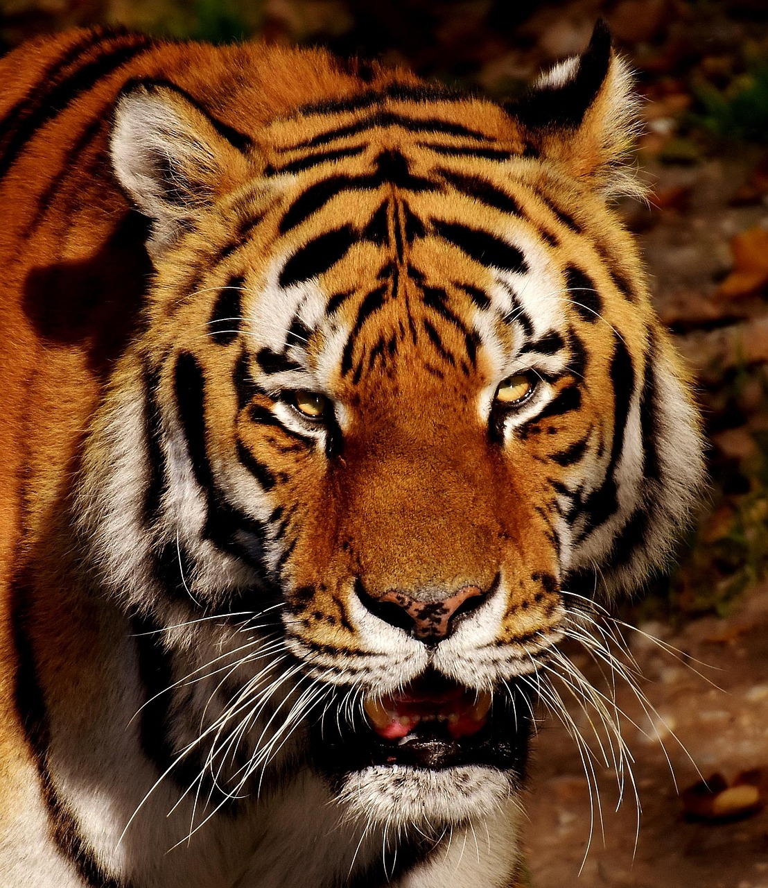 Conclusion: Your Personal Power Animal Journey (image credits: pixabay)