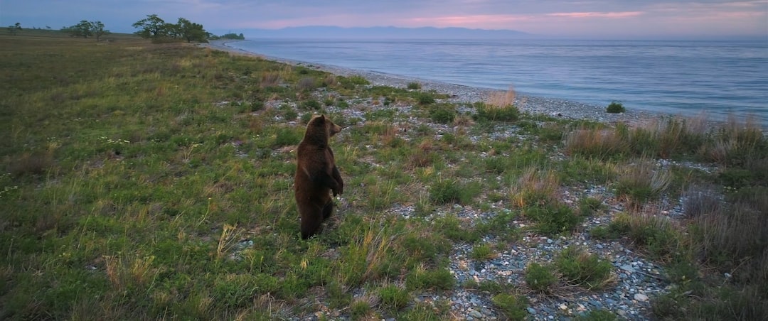 The Bigfoot Mystery: When Bears Walk Upright (image credits: unsplash)