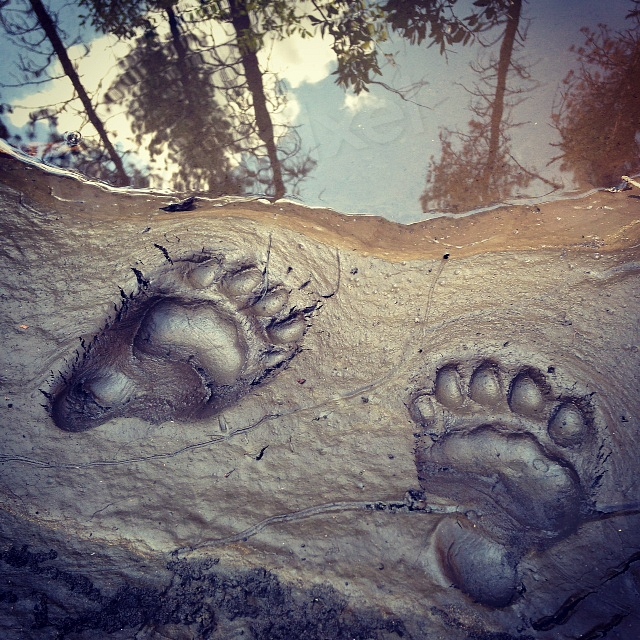 Footprint Evidence Points to Clawed Creatures (image credits: rawpixel)
