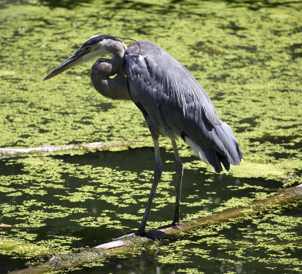 Great Blue Herons: Unexpected Thunder Makers (image credits: pixabay)