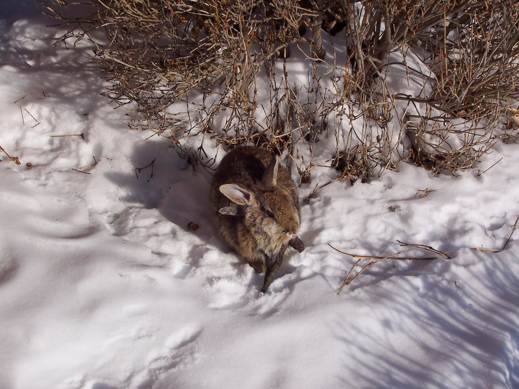 The Jackalope: A Virus Creates a Legend (image credits: wikimedia)
