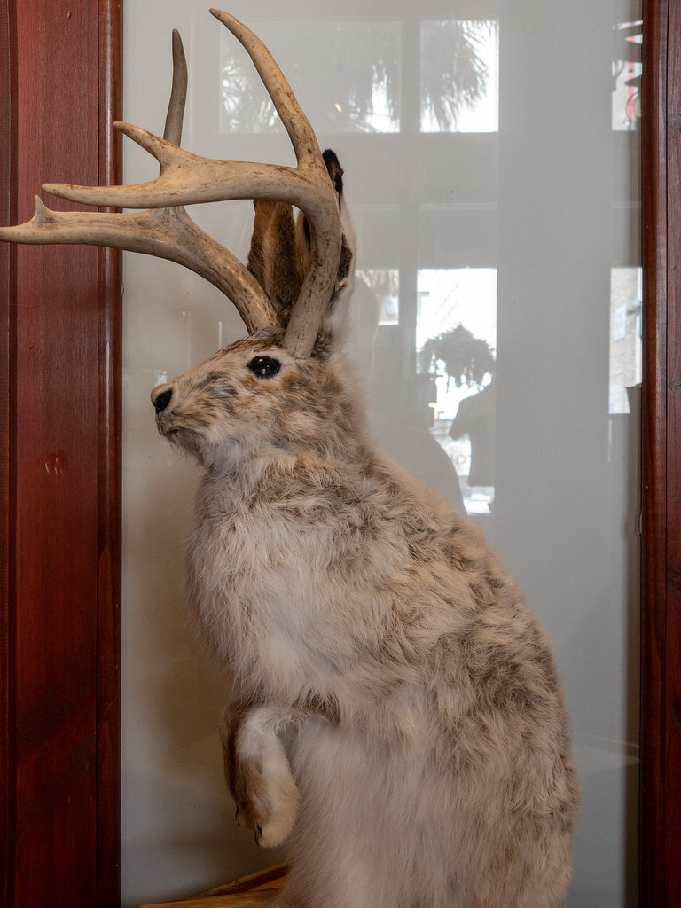 Shope Papillomavirus: The Horn Creator (image credits: flickr)