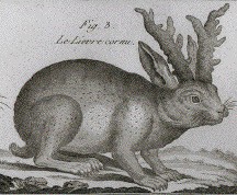 Medieval Manuscripts Document Horned Rabbits (image credits: wikimedia)