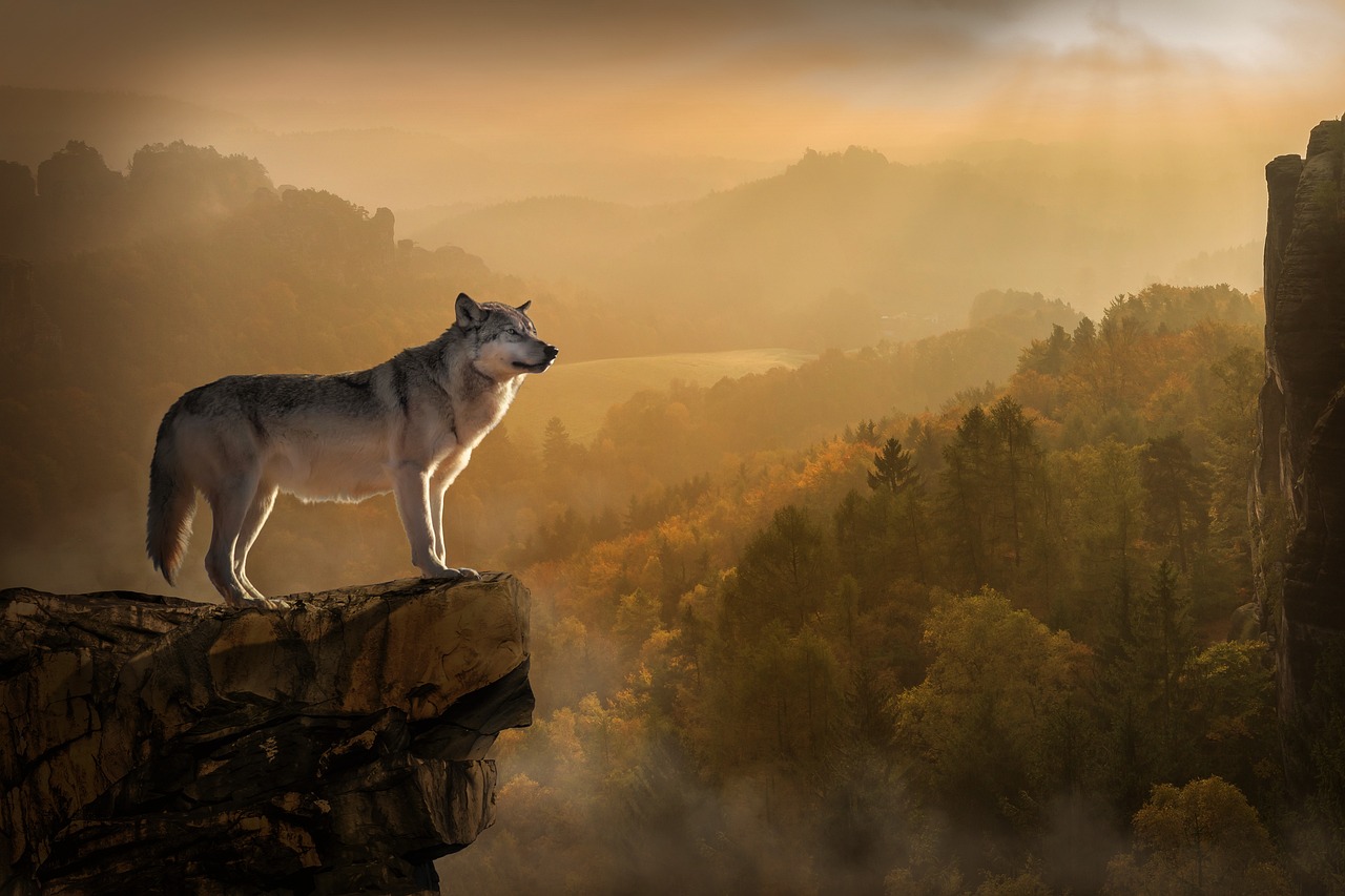 Understanding Wolf Medicine and Its Power (image credits: pixabay)